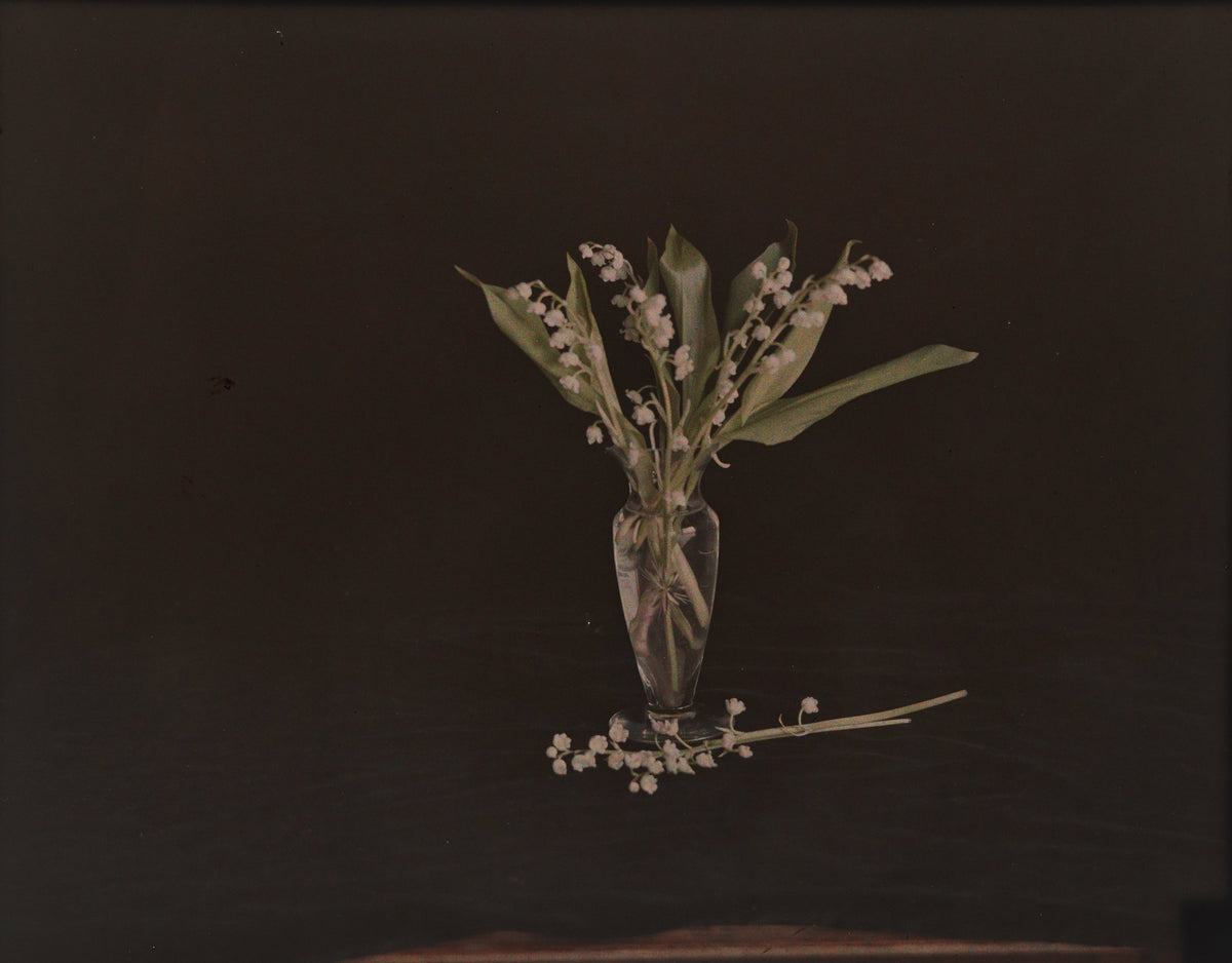 An autochrome of lily of the valley in a glass vase on a dark ground