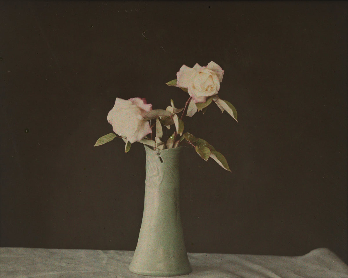 An autochrome of two white roses in a celadon vase on a dark ground