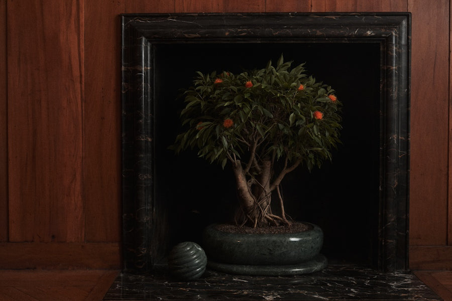 Grace Bonsai Planter in Emerald