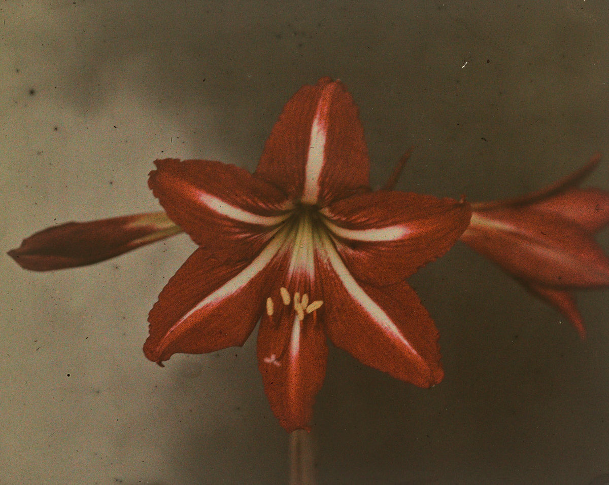 An early twentieth-century autochrome of a red amaryllis on a pale sage ground