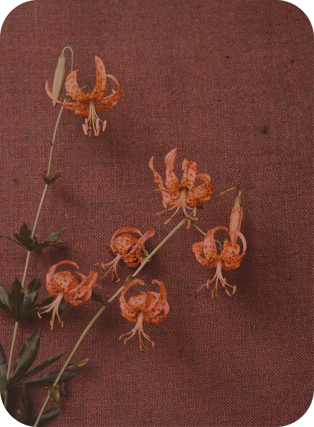 An autochrome of orange spotted lilies laid on red linen, in its rounded slide mask