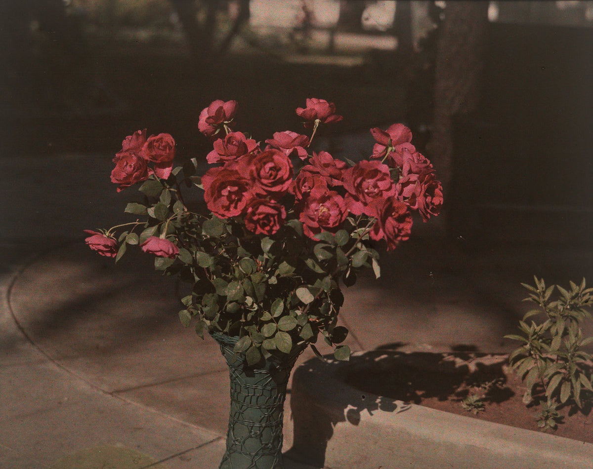 An autochrome of red roses in a vase on a garden path