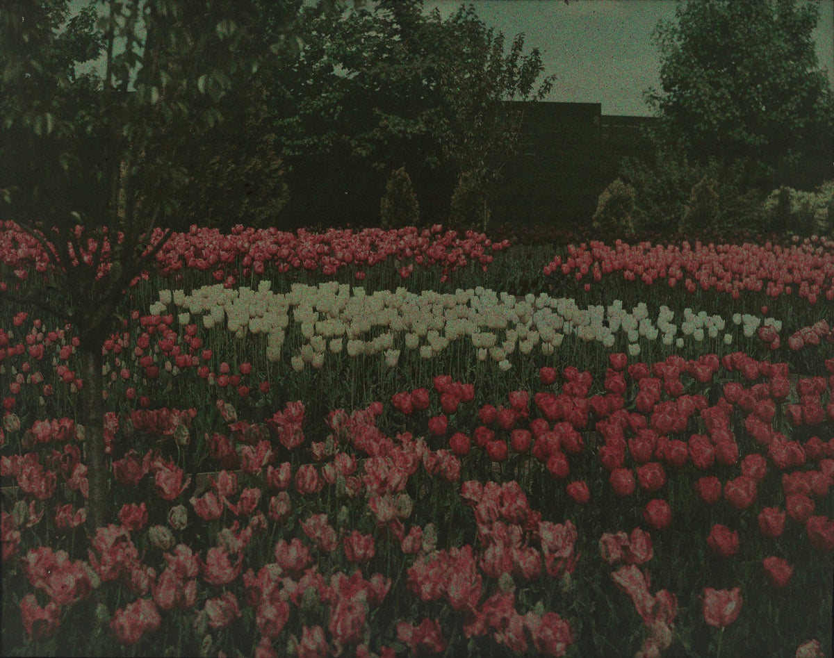 An autochrome of a tulip field in red, pink and white