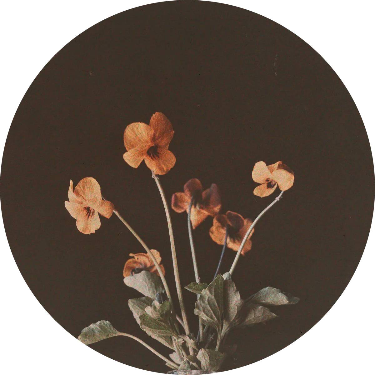 An autochrome of orange violas on a dark ground, in its round slide mask